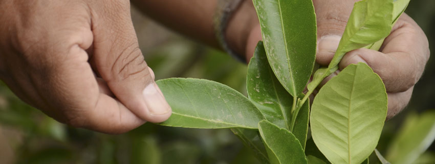 Manos revisando plantas para ofrecer asesoramiento